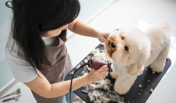Grooming Services