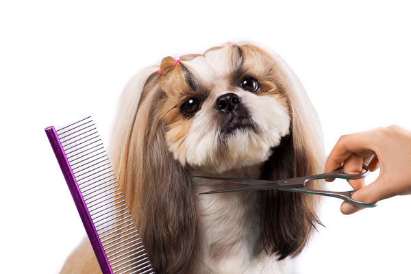 Grooming Services